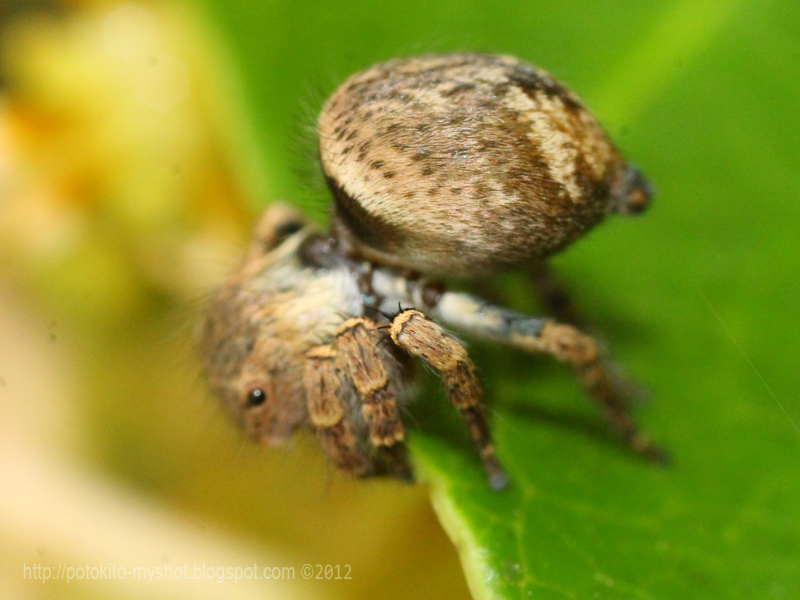 Brown Jumping Spider (Simaetha sp)