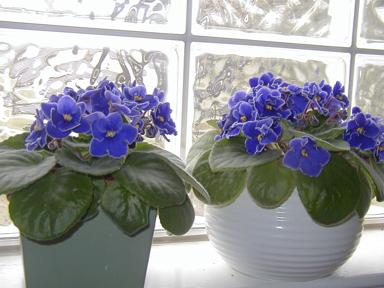 A Few of My Favorite Things African violets