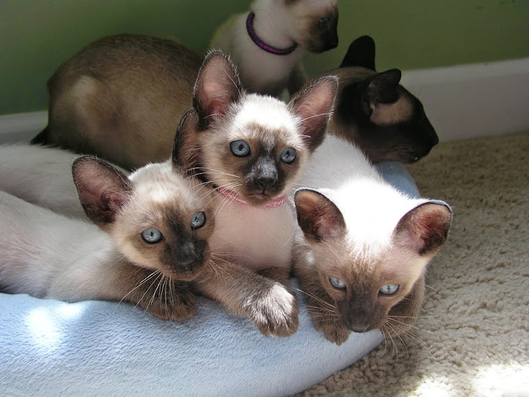 Carolina Blues Cattery Siamese Kittens for Sale Siamese Kittens for