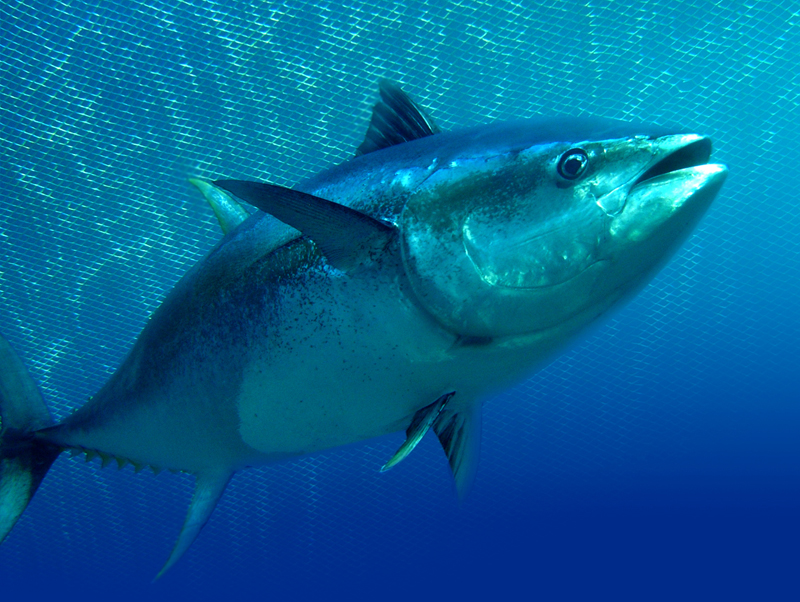 Tuna Factory in Mauritius as Supplier for Food Delivery Service ...
