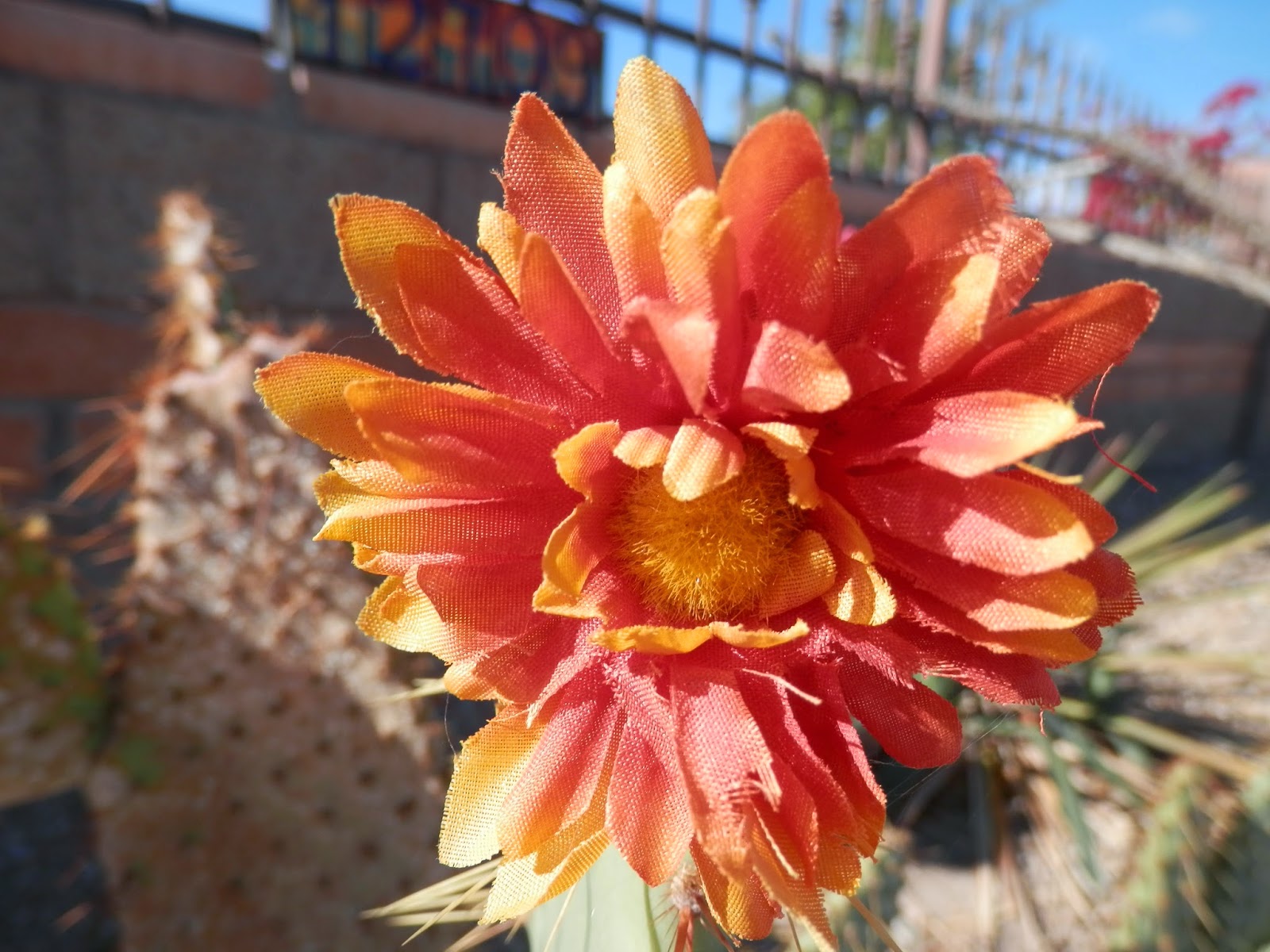 Rauhala Ramblers Yuma flowers and sunsets 2014