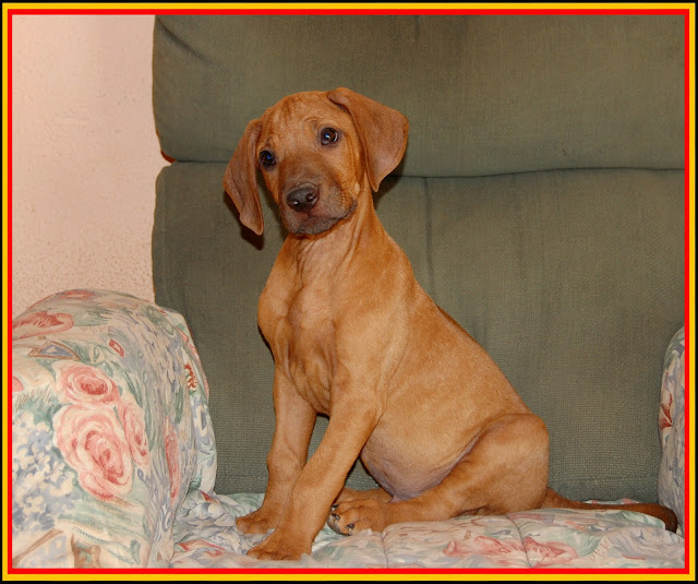 Cachorro Rhodesian Ridgeback de La Muela de Cortes