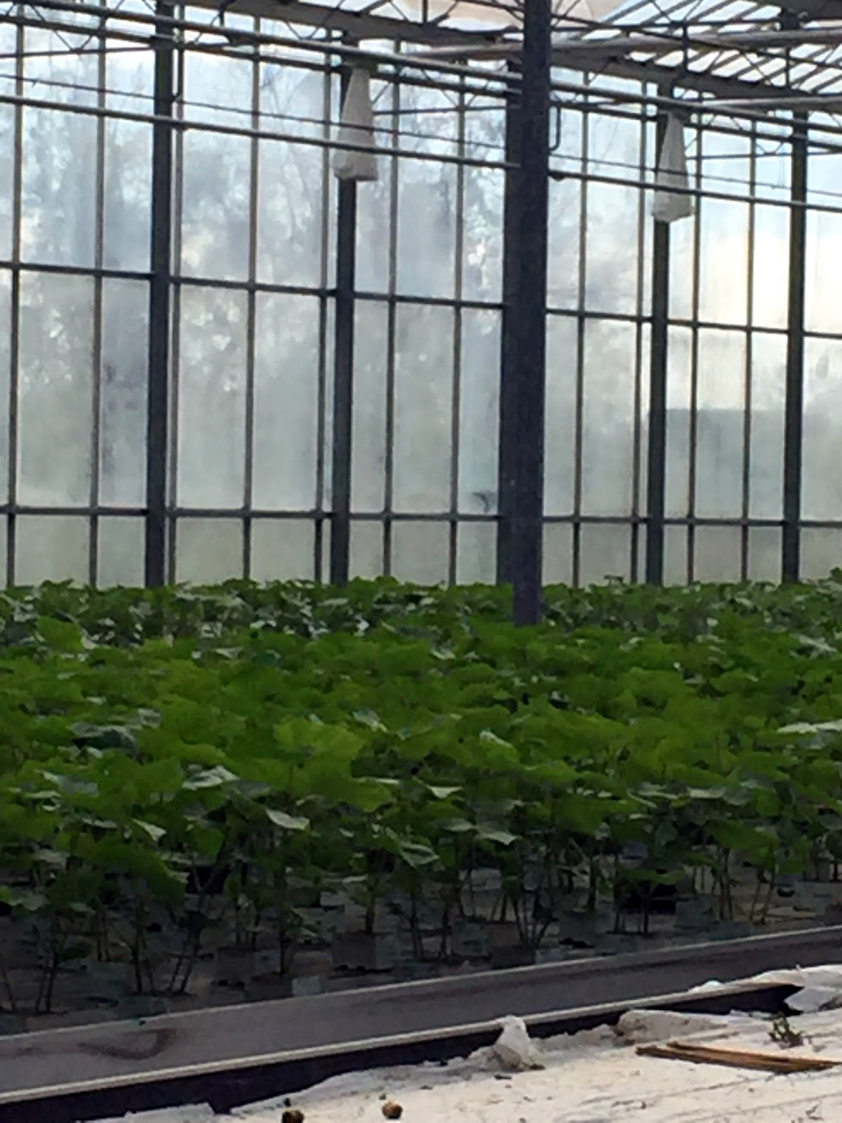 Rosemary's Sampler Field to Fork Community Farm, Nassau, Bahamas