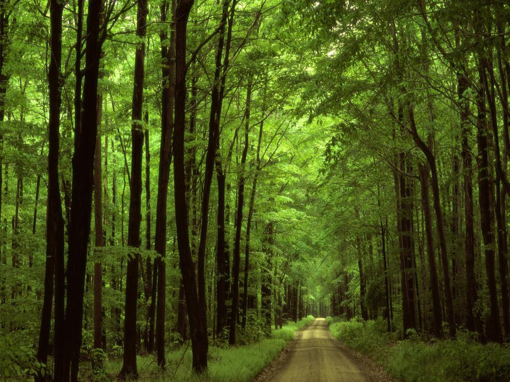 Nature Wallpapers | Marvelous Wallpapers: Green Forest Wallpaper