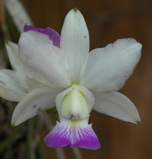 Paixão por orquídeas - Meu orquidário: Como cuidar de orquídeas dentro de  casa?