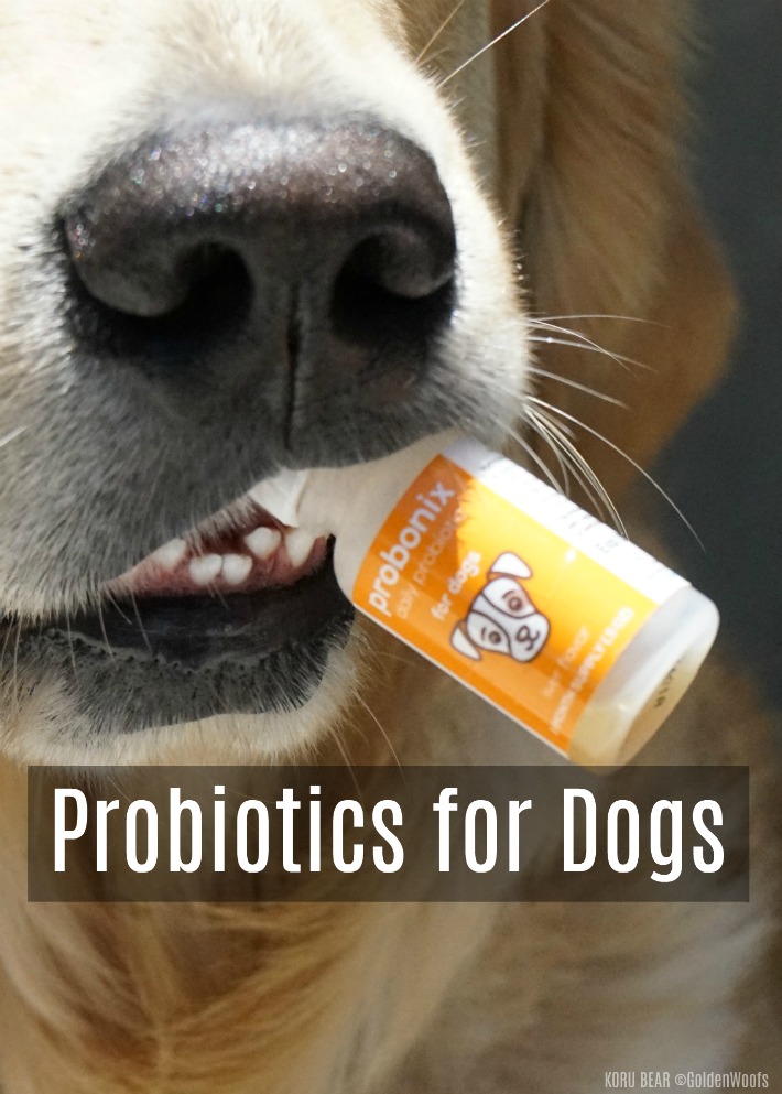 Benefits of Probiotics for Dogs Doglopedix
