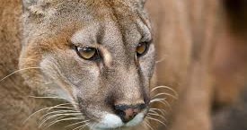 o que significa puma