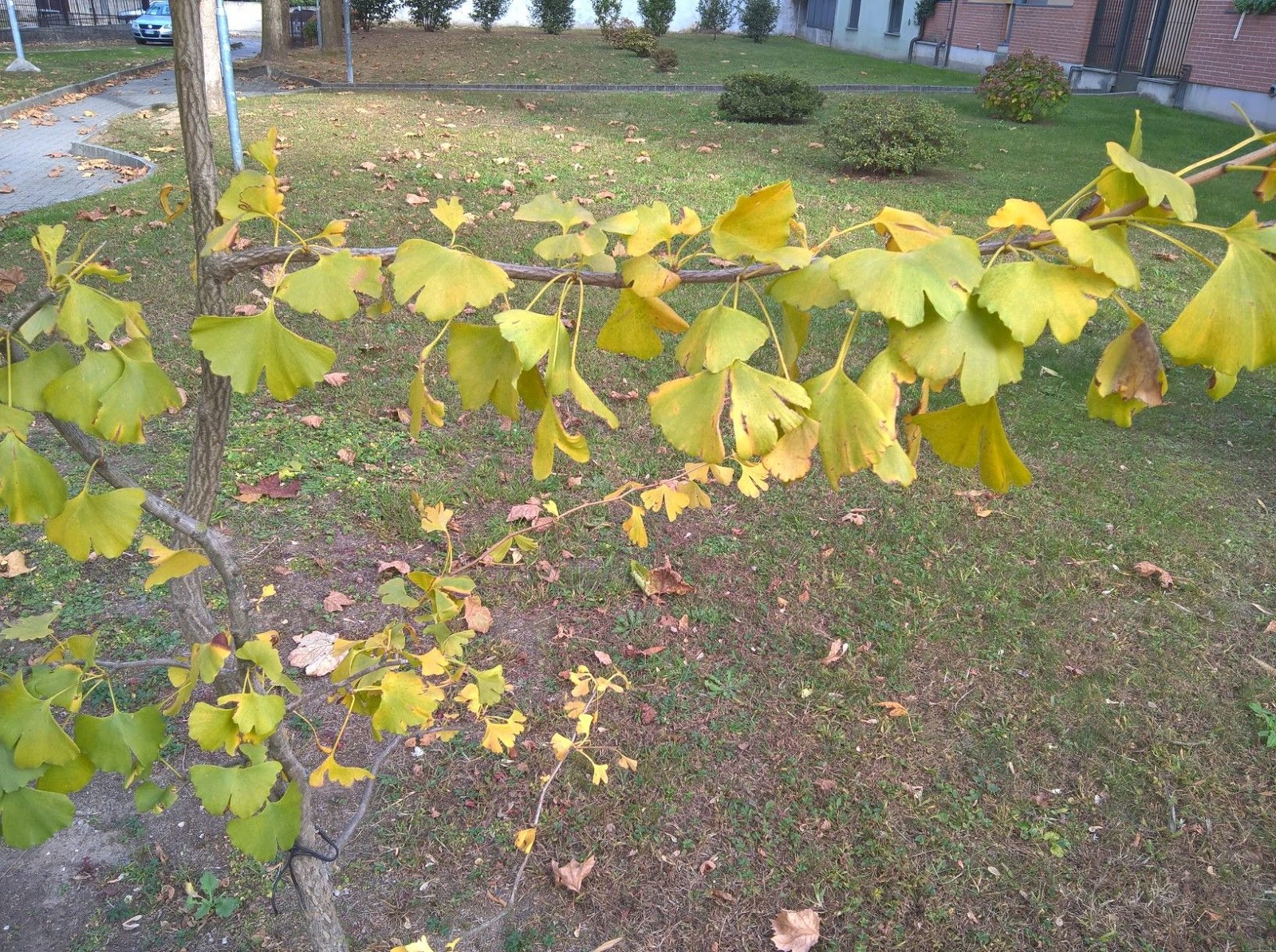 Come Crescere il Ginkgo Biloba (Albero dei Ventagli) Coltivazione e Cure Il Gusto Della Natura Come Crescere il Ginkgo Biloba (Albero dei Ventagli) Coltivazione e Cure Il Gusto Della Natura