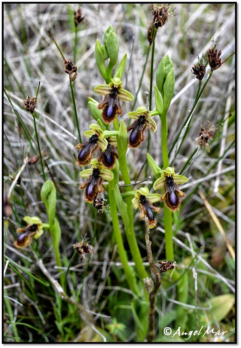 Orquídeas Blog de Angel Mar: Orquídeas silvestres ibéricas - Resumen 2014  -3/3 (O-S) y algunos híbridos