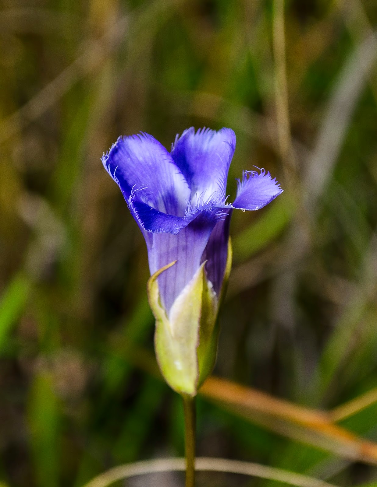 Greater Fringed Gentian Ohio