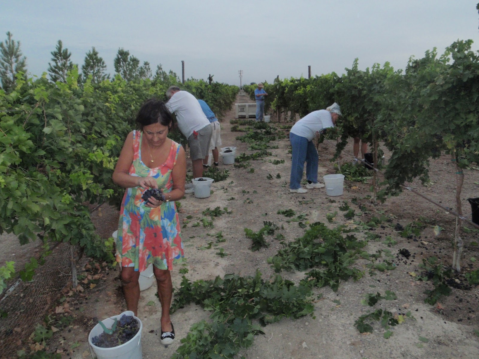 Xtremehorticulture of the Desert Come Help Me in Nevada's First