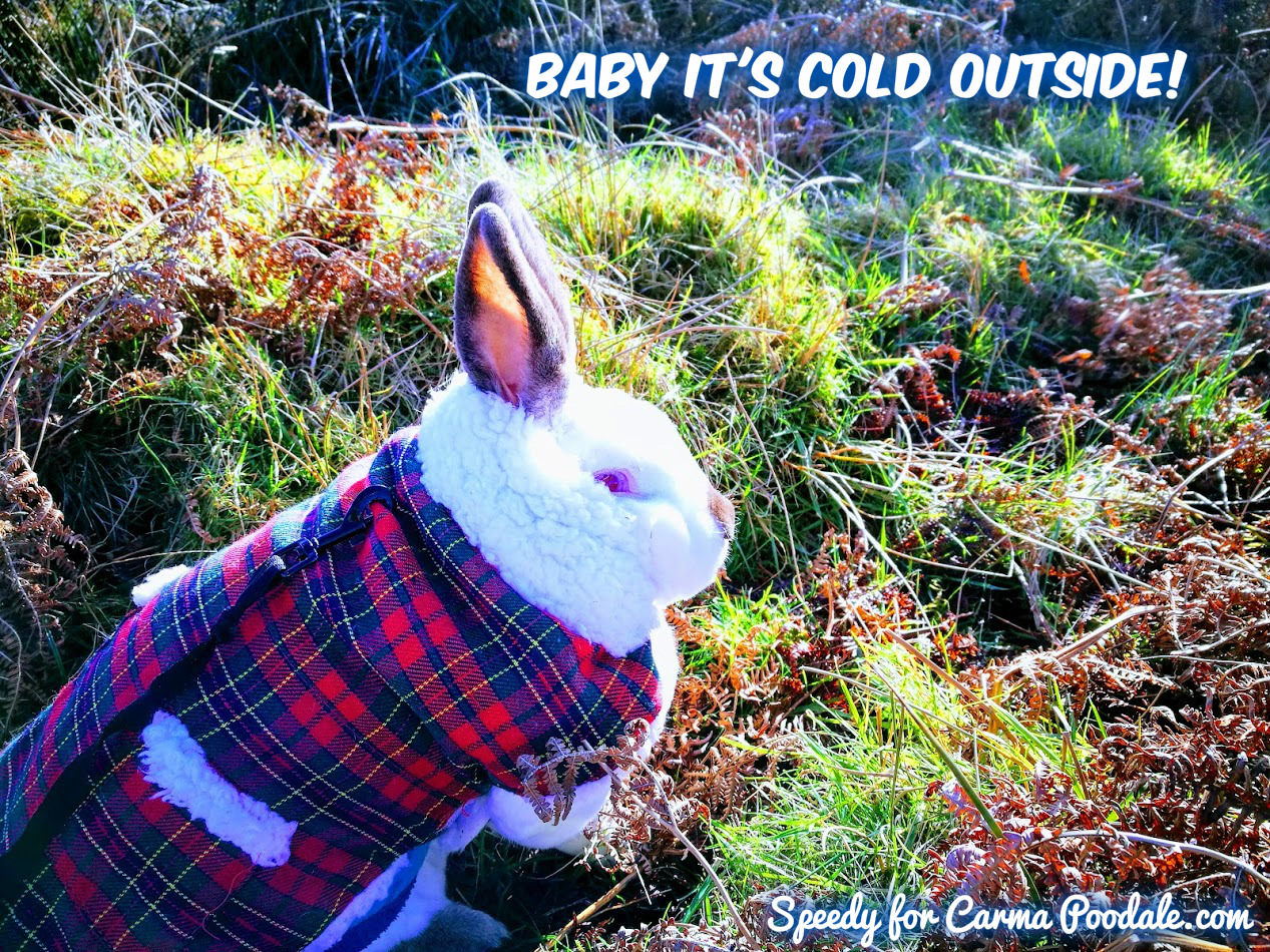 Carma Poodale Bunny Meme Baby its Cold Outside!