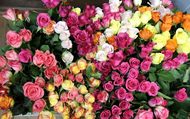 Foto van verschillende kleuren rozen