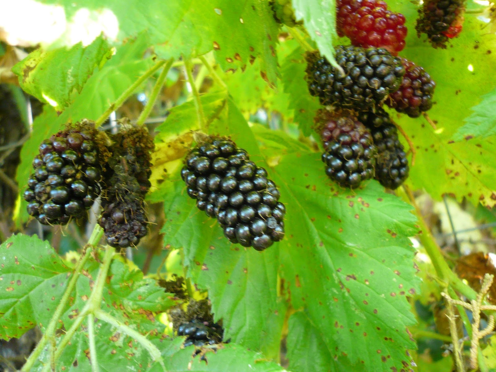 Countryman Foraging California's Wild Side The Next Step