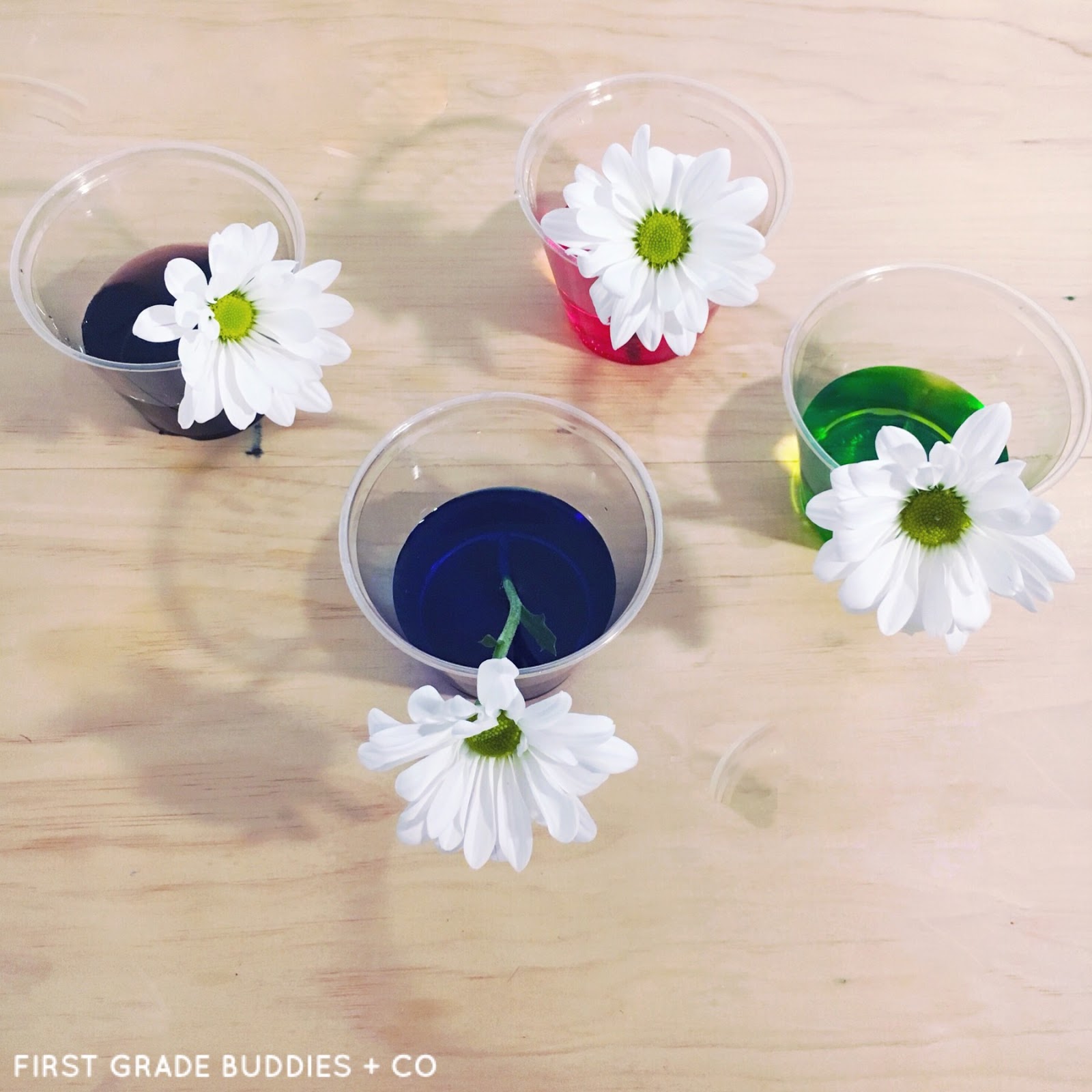 Simple Science Color Changing Flowers First Grade Buddies