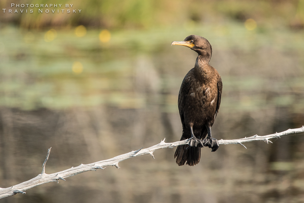 Photography by Travis Novitsky Photo Journal Little Lake Cormorant