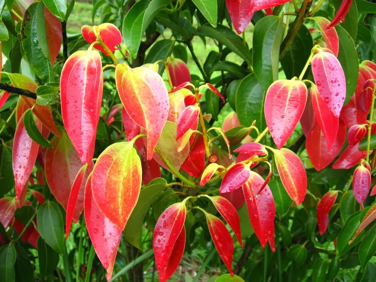 Cinnamon Pleasant Aroma plant that calls the Money Garden Park