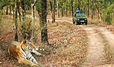 tiger safari in India