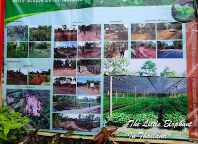 Coffee Market in Nan, North Thailand