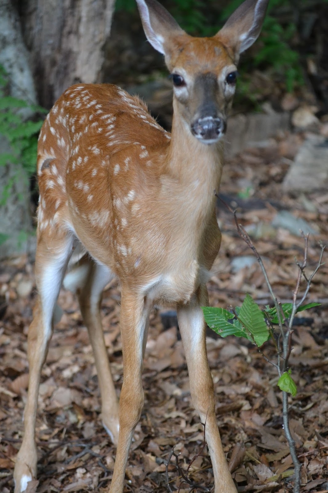 Janie's Pocono Mountain Garden Pocono Mountain Summer Wildlife