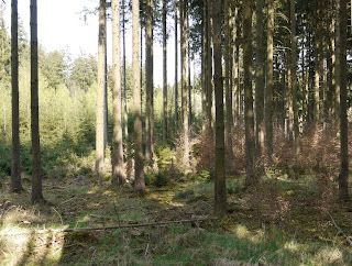 Bild 5: Grabhügel im Forstenrieder Park