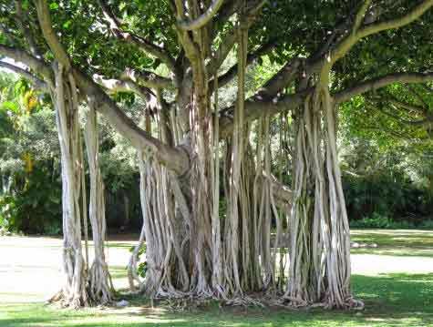 Magha Nakshatra Tree – Which is the tree associated with Magha birth ...