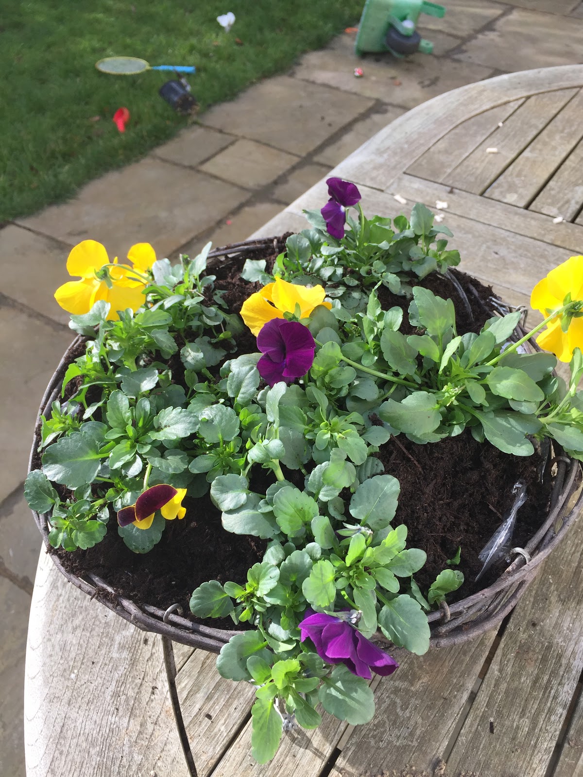 Trailing Pansies Hanging Baskets