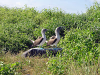 Blue Footed Boobies Mating Dance Performed on Espanola Island at Punta Suarez