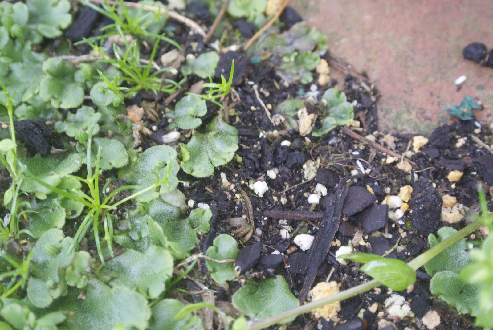 Life at Pugsley Patio Update Controlling crabgrass with corn gluten