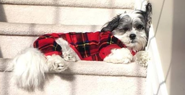 5 comportamentos que indicam um pedido de ajuda do seu SHIH TZU