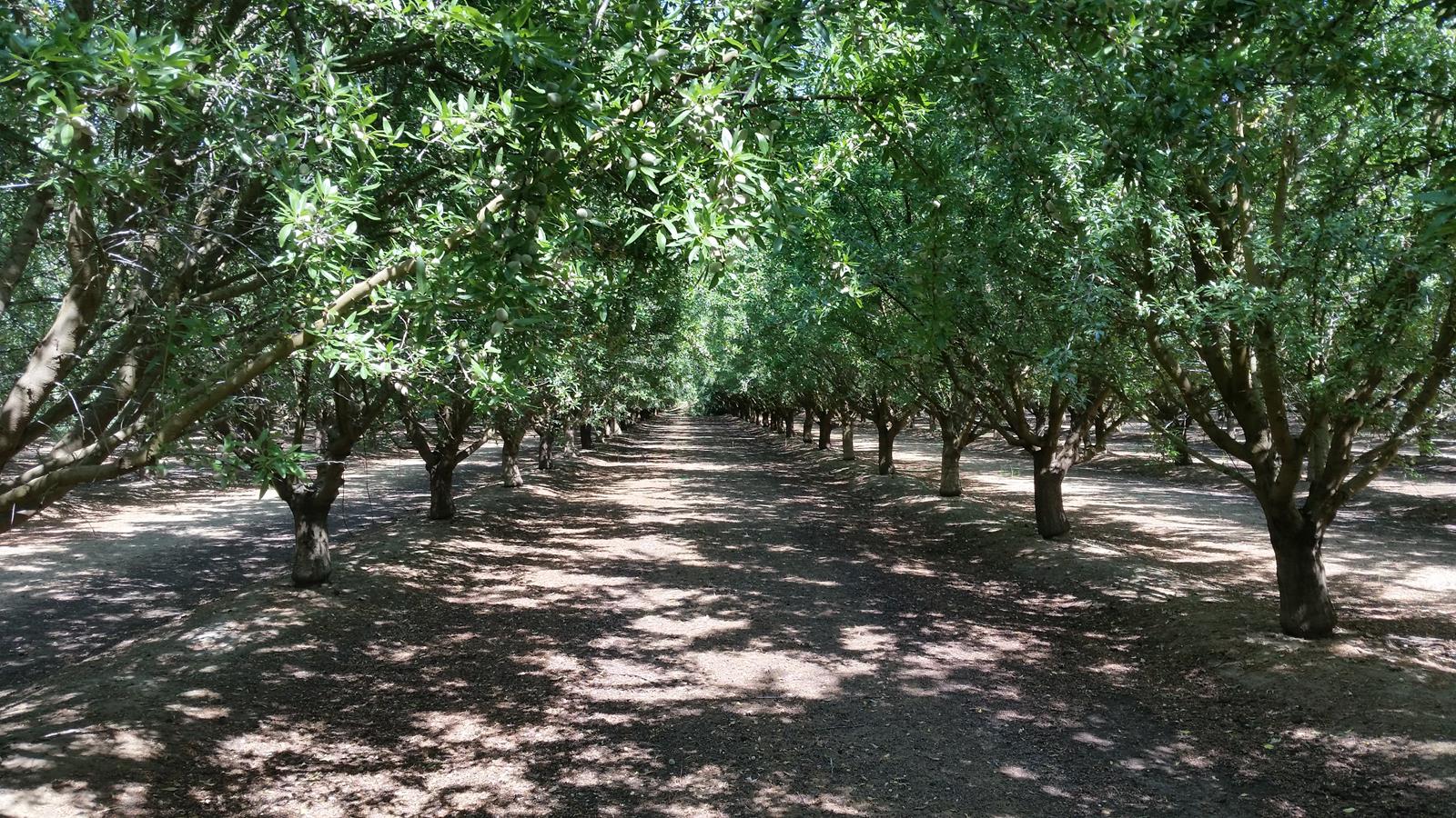 Sustainable Ag A View from the Field Hot Times a Time for Almond