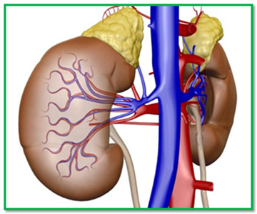 Avoid dialysis, kidney failure, how to avoid dialysis