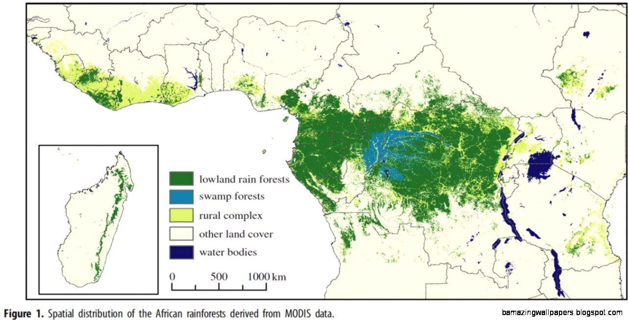 The Congo Rainforest
