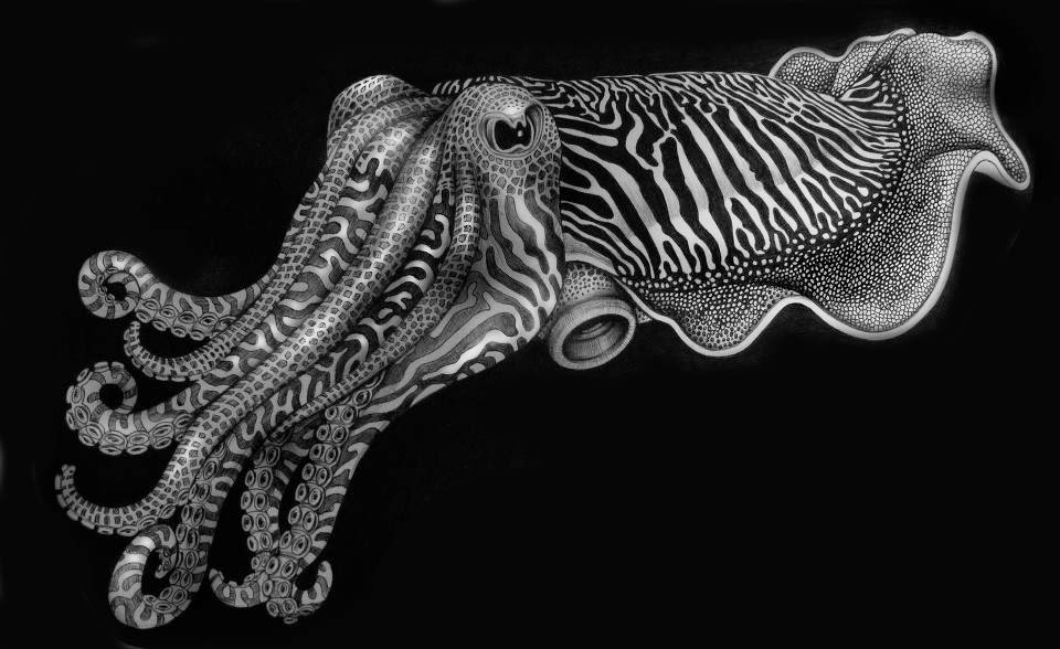 03-Cuttlefish-Tim-Jeffs-All-Creatures-Great-and-Small-Ink-Drawings-www-designstack-co
