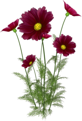 COSAS PARA PhotoScape: IMÁGENES PARA PHOTOSCAPE DE FLORES Y PLANTAS 3