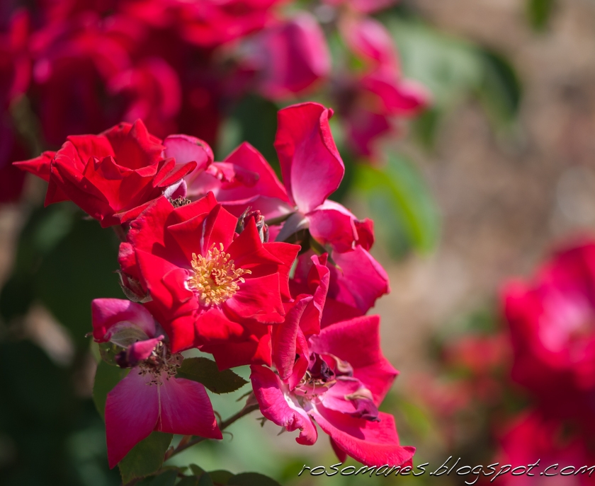 A Rose is a Rose...: Roses at the Heritage