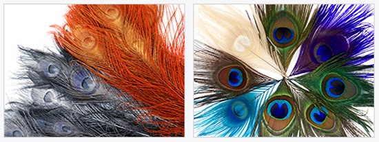 PEACOCK FEATHERS FOR COSTUMES AND COUTURE