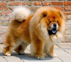 fluffiest puppy breeds