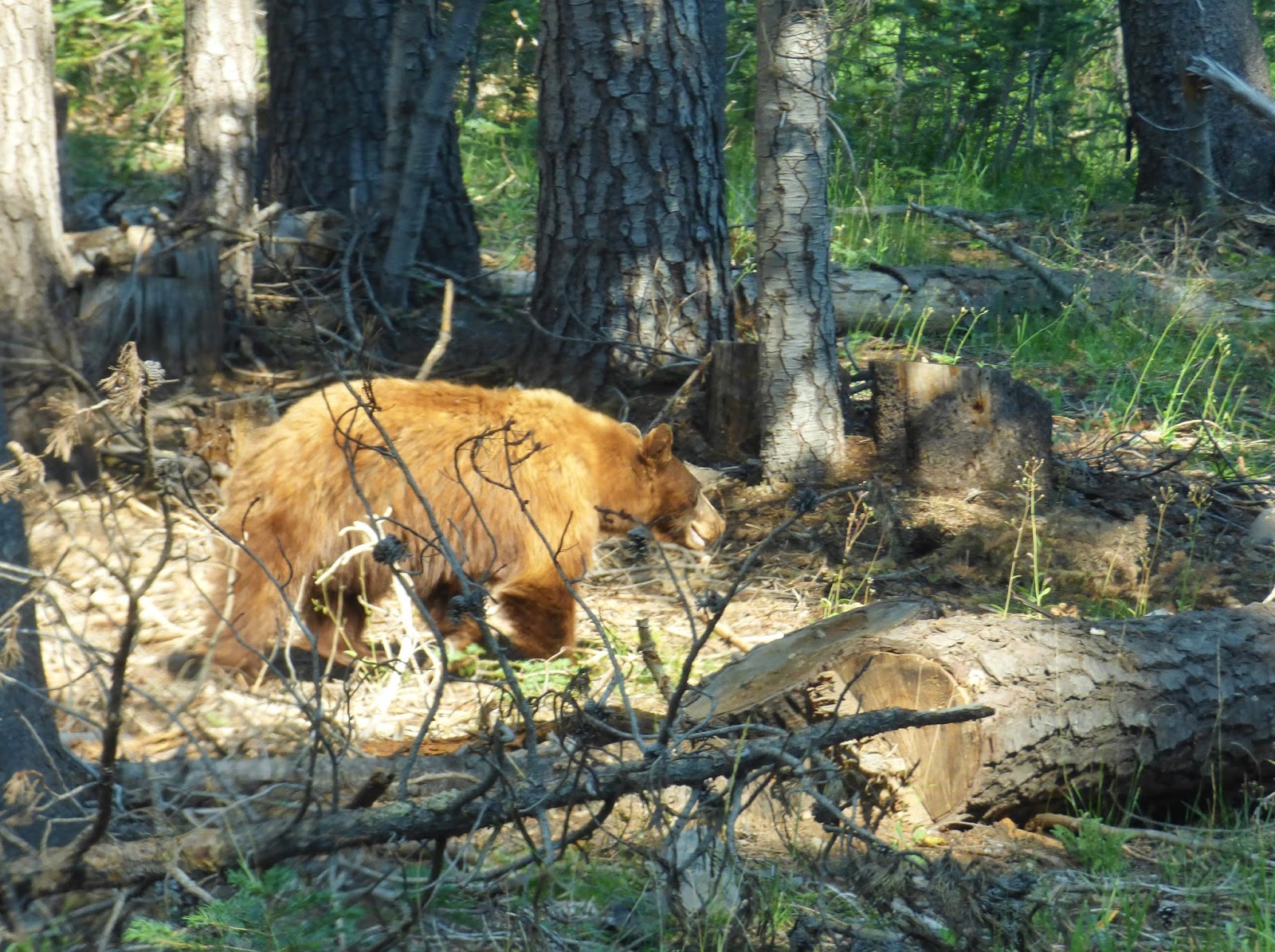 Jenne On Worldtour Zotteliger Familienausflug Oder Offroad Durch