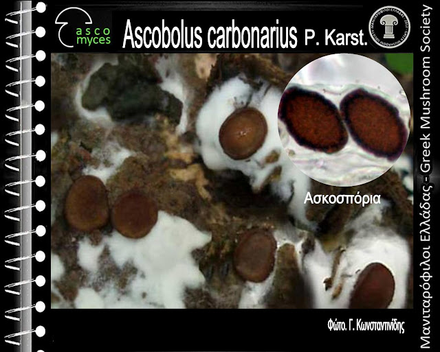Ascobolus carbonarius P. Karst.
