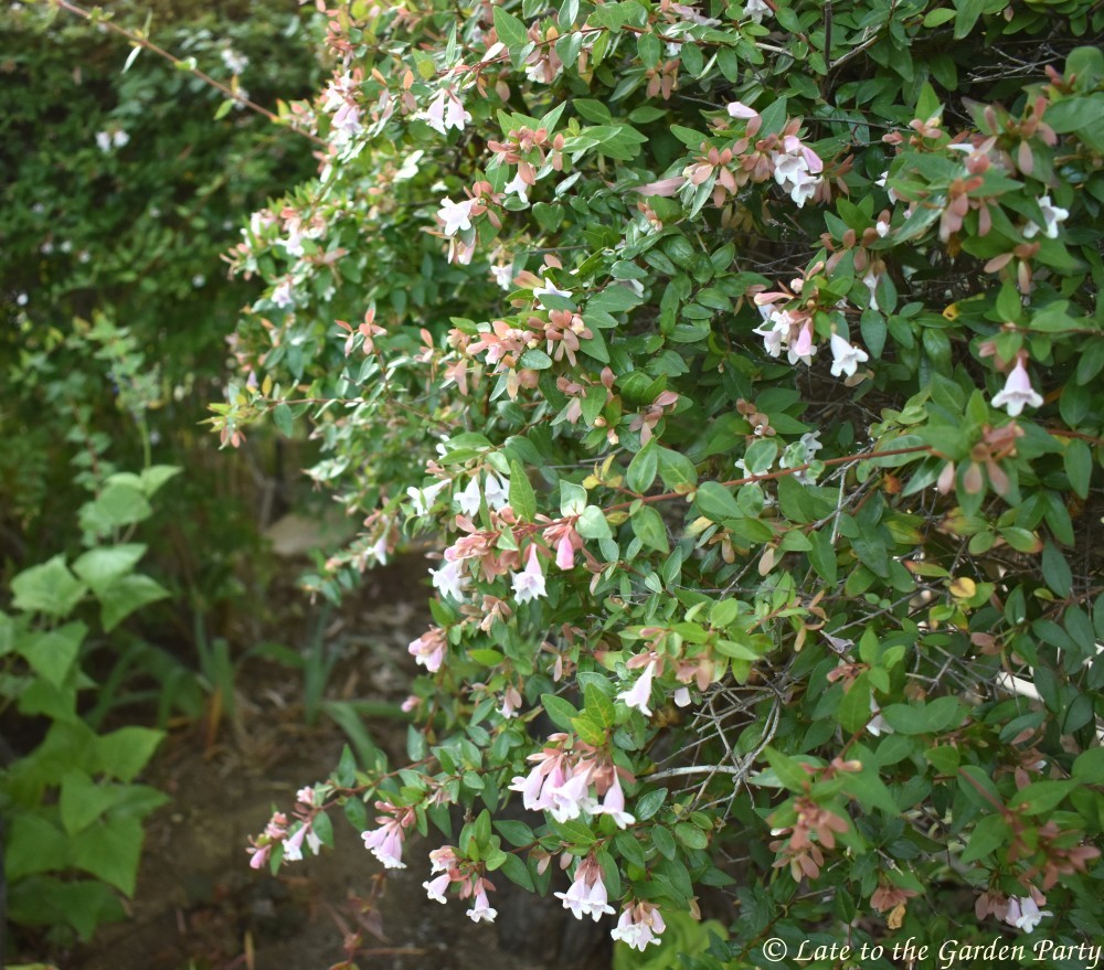 Late To The Garden Party Bloom Day June 2019