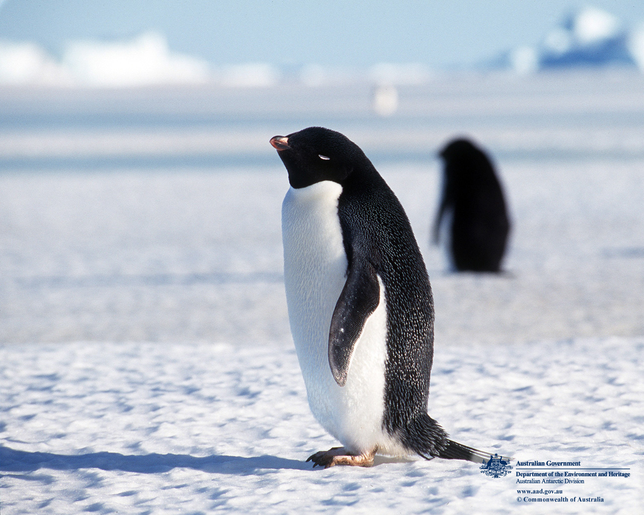 adelie penguin pictures