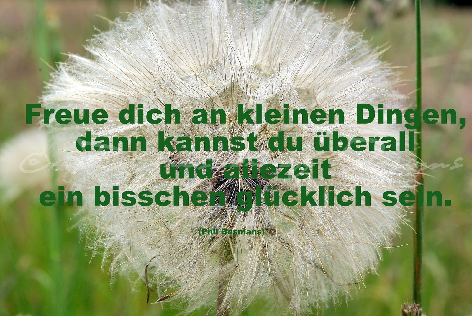 Lucciola Spruch des Tages 12.08.15