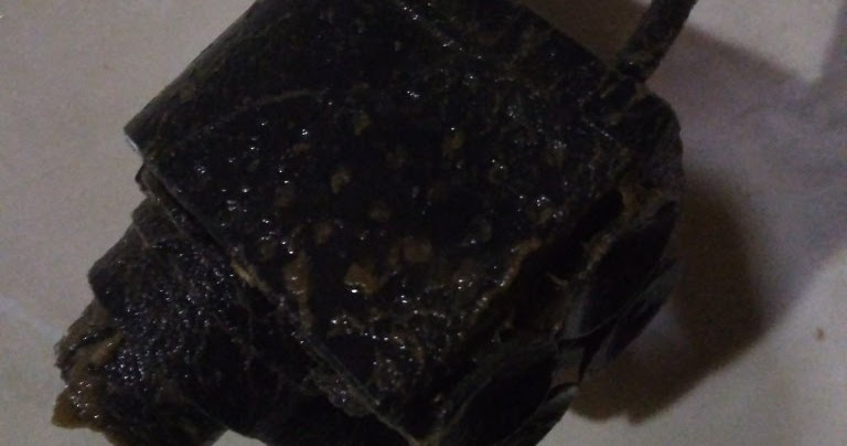 Cara Memperbaiki Pompa Air Akuarium Yang Rusak Ketikanku