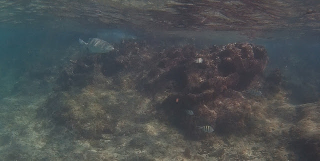 Chankanaab - Riff mit Fischen Chankanaab - Riff mit Fischen