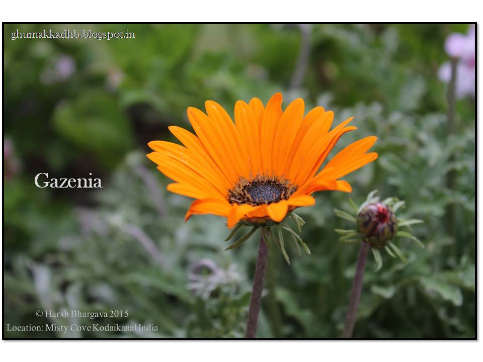 Ghumakkad Harsh BITS 68 conquers Kodaikanal