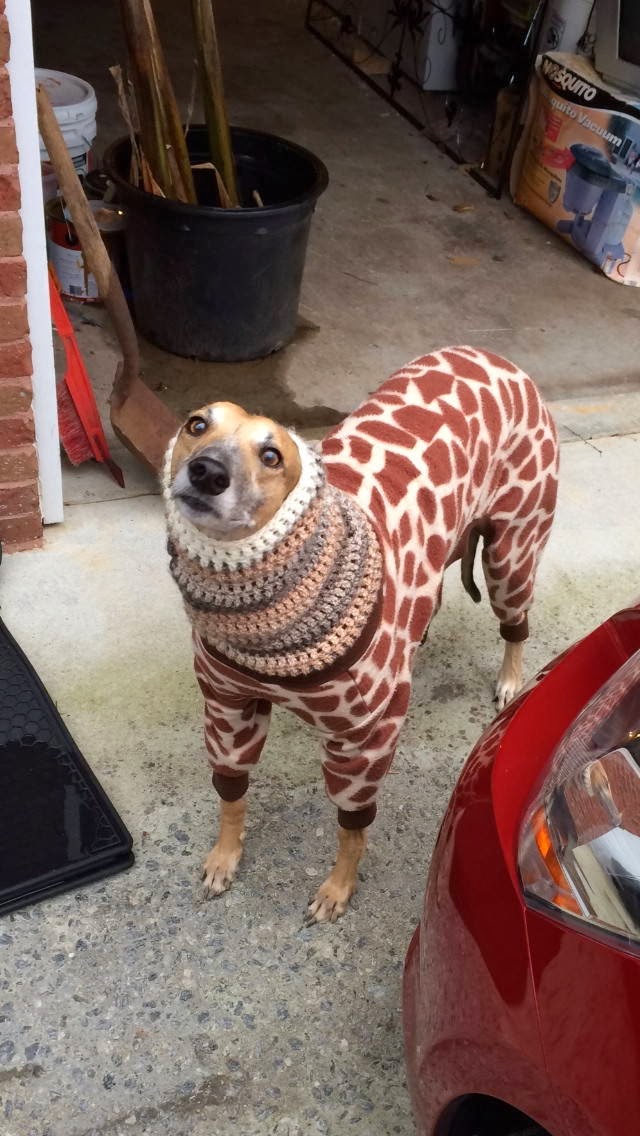 Cute dogs - part 9 (50 pics), dog wears a giraffe sweater