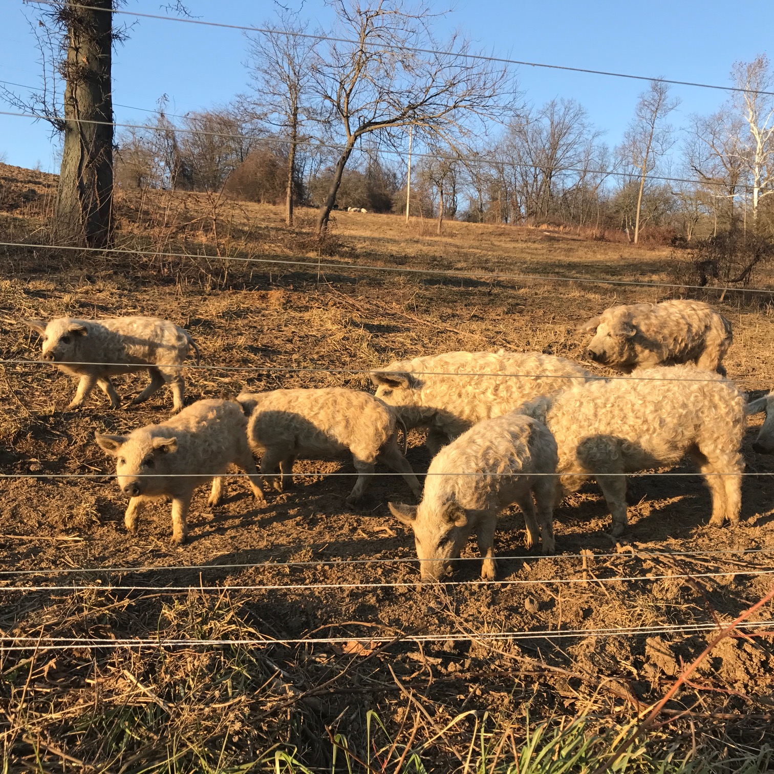 Wooly Pig Farm Brewery Fresno, Ohio, USA