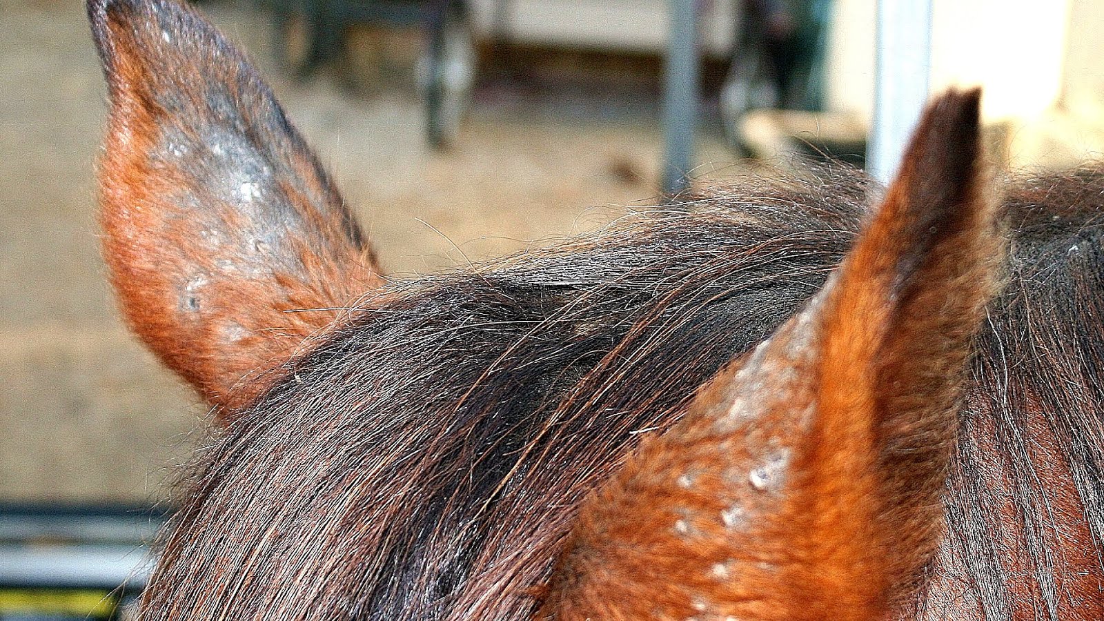 Treating Rain Rot In Horses - Horse Choices