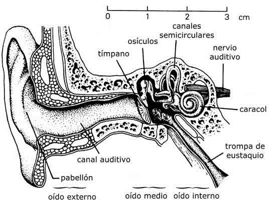 Partes del oído